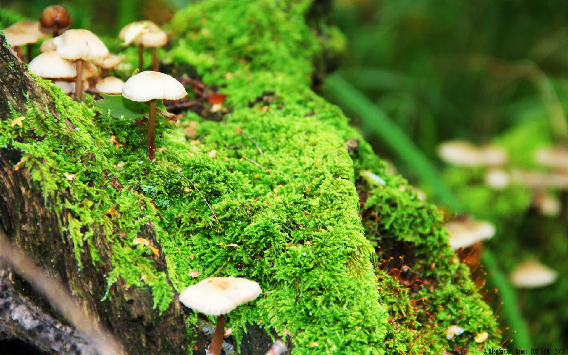 世界举重青年联赛选手心理健康专栏上线，世界举重协会